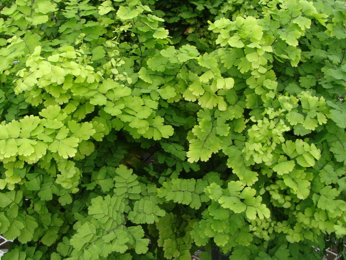 Fern Maidenhair Plant